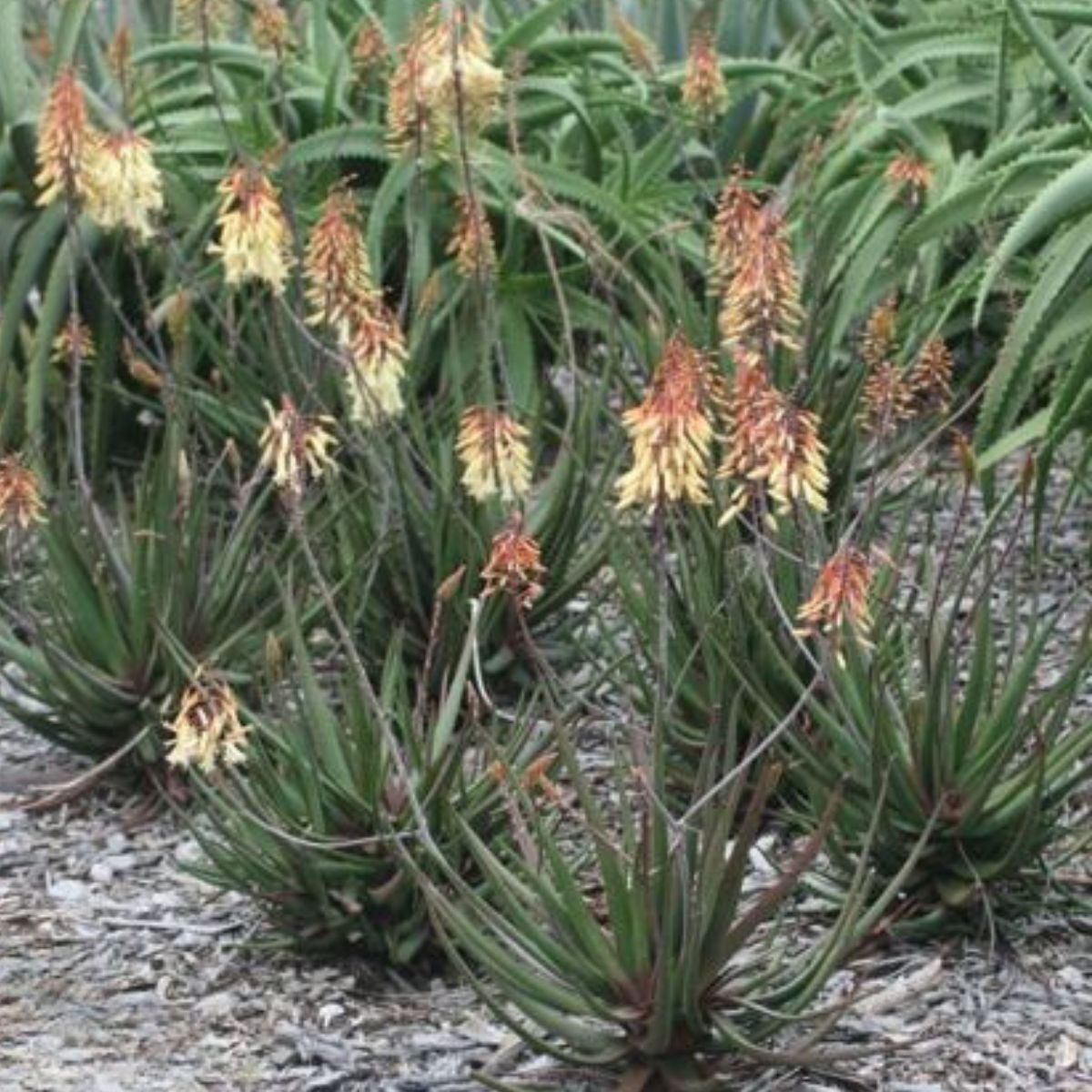 Aloe Winter Bells Seeds