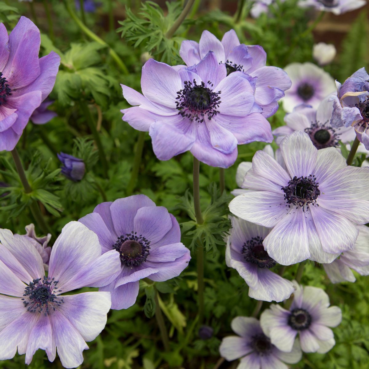 Anemone De Caen Blue Bicolour Seeds