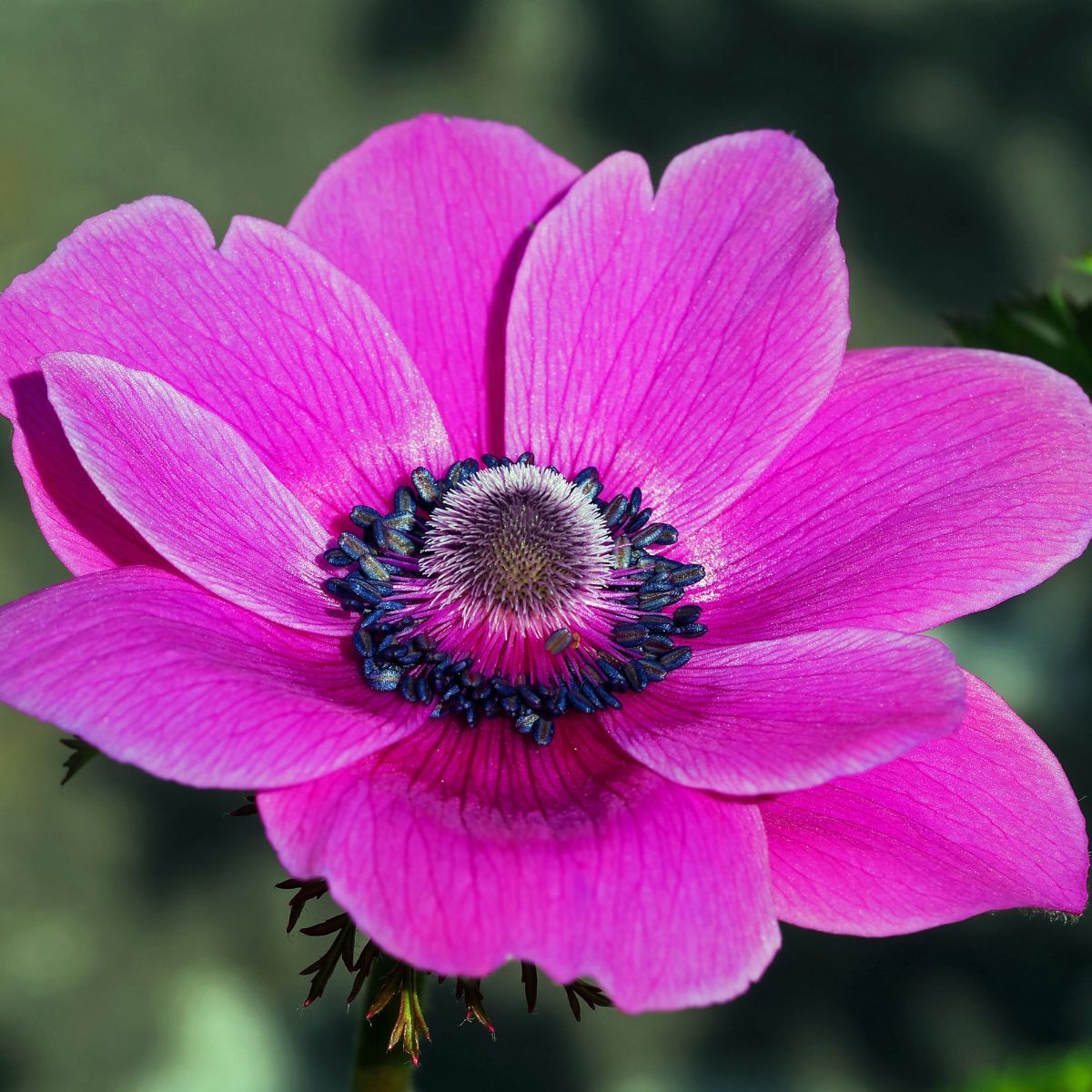 Anemone De Caen Pink Seeds