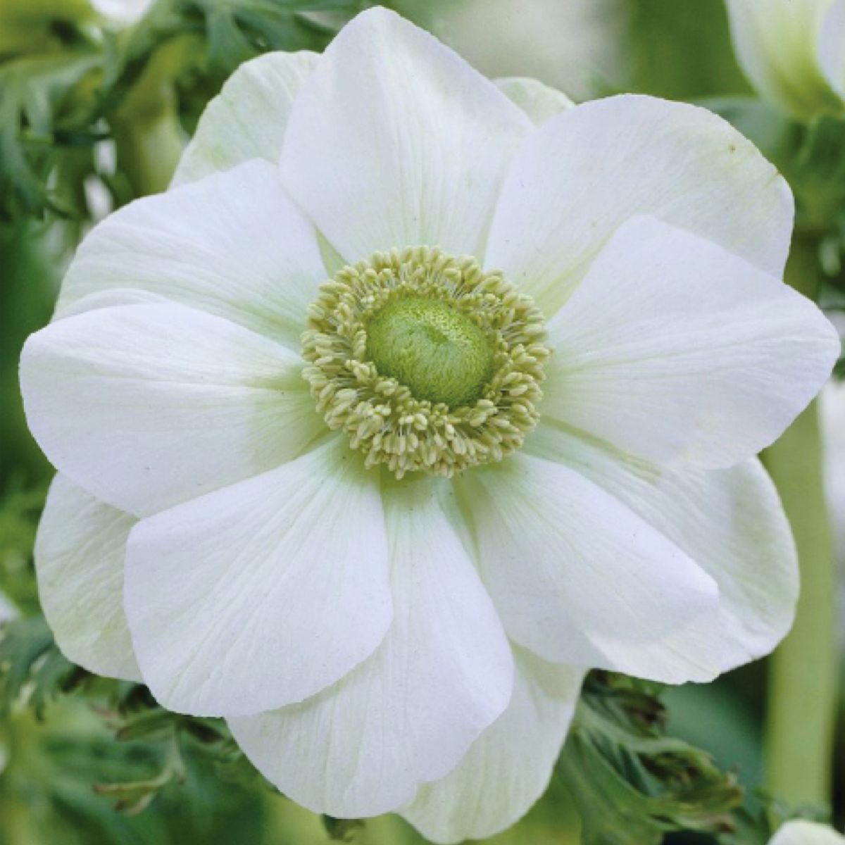 Anemone De Caen White Seeds