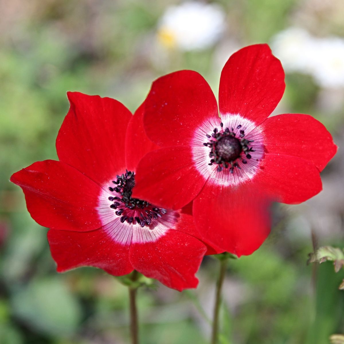 Anemone De Caen Red Seeds