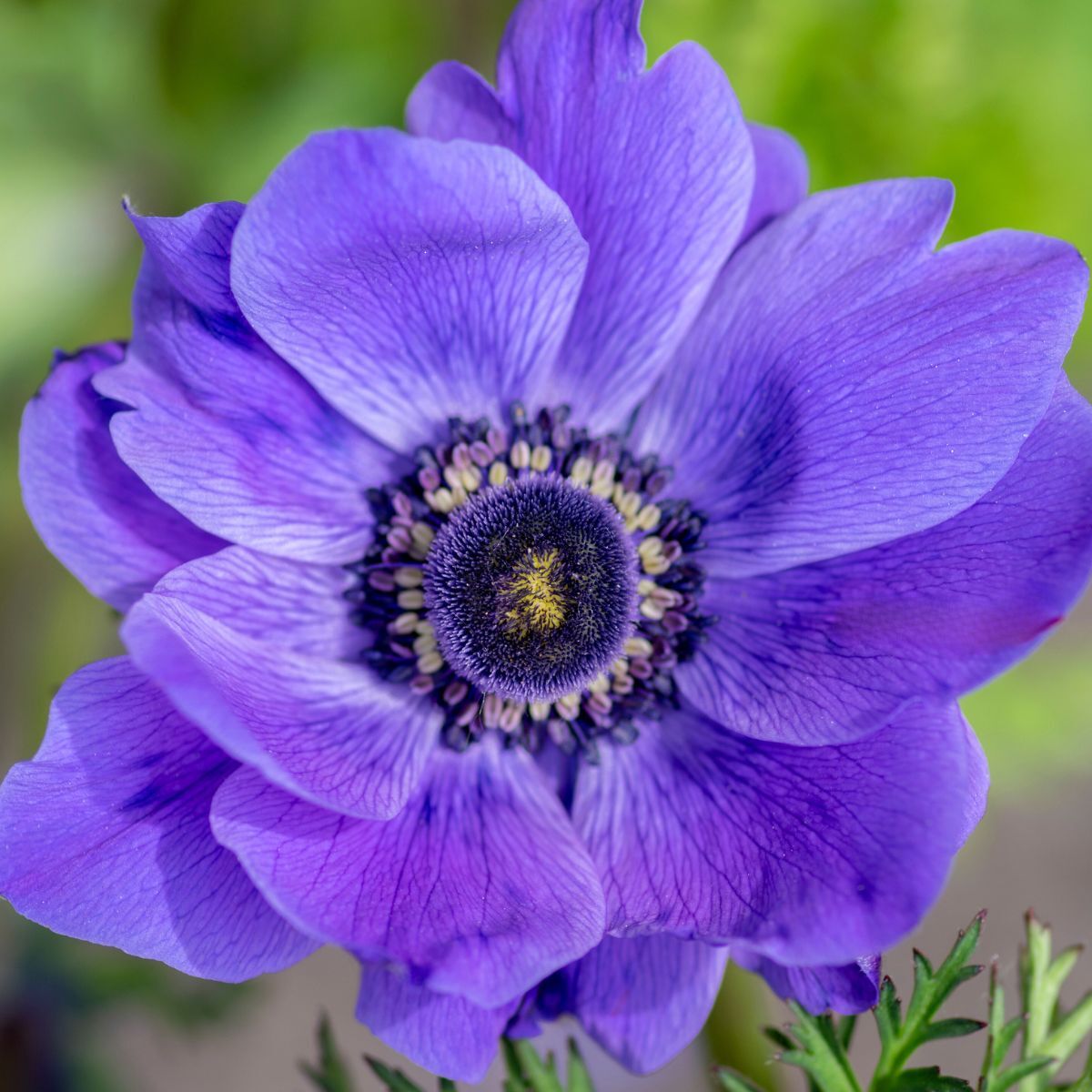 Anemone De Caen Blue Seeds