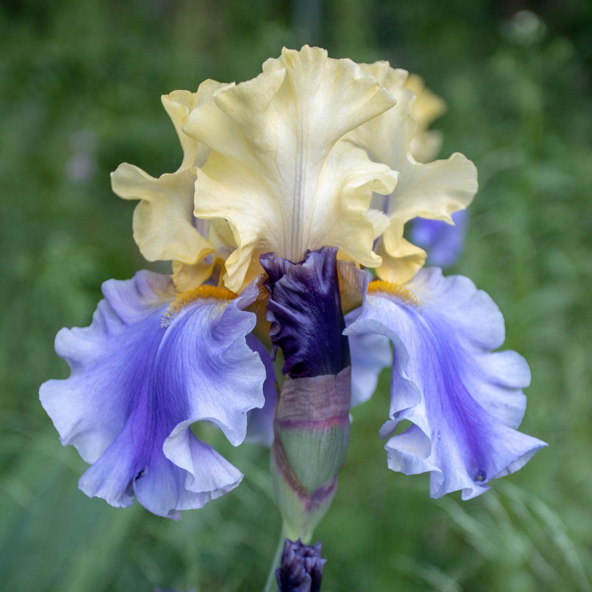 Bearded Iris Edith Woolford Seeds