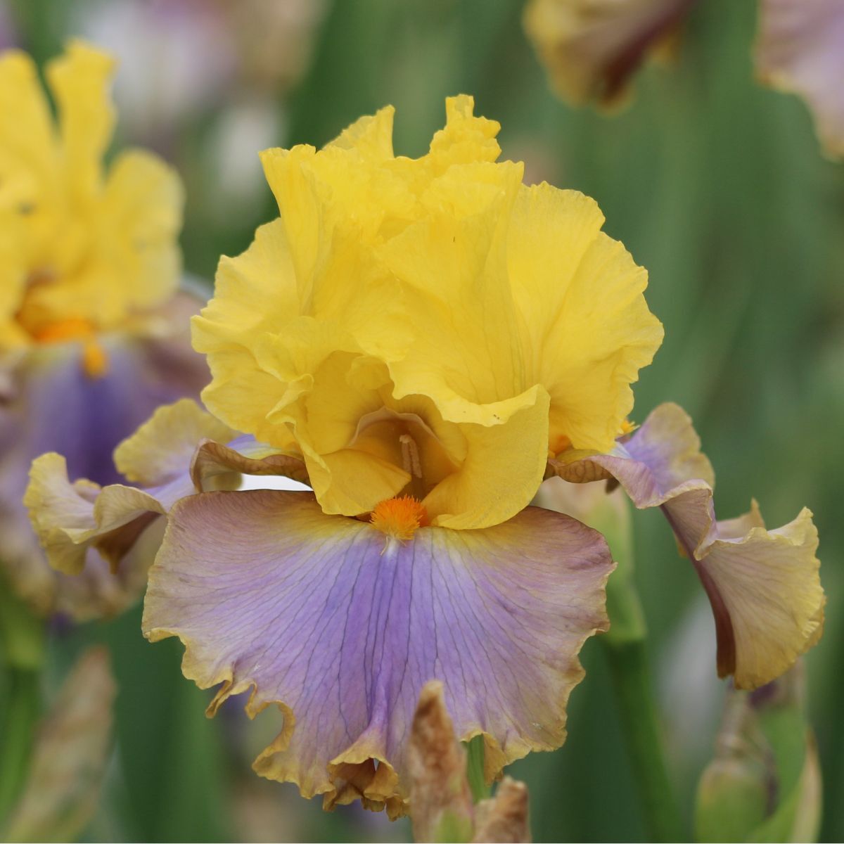 Bearded Iris Catwalk Queen Seeds