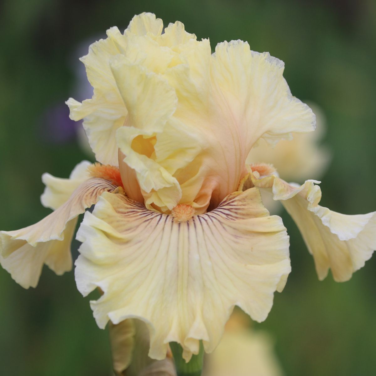 Bearded Iris Cotillion Gown Seeds