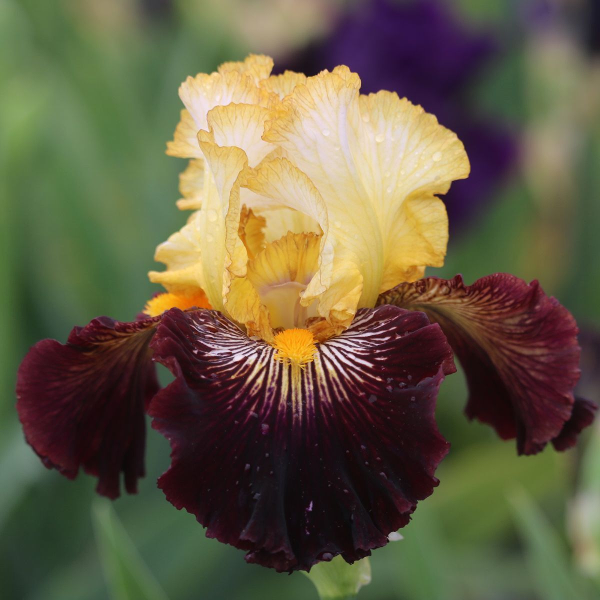 Bearded Iris Reckless Abandon Seeds