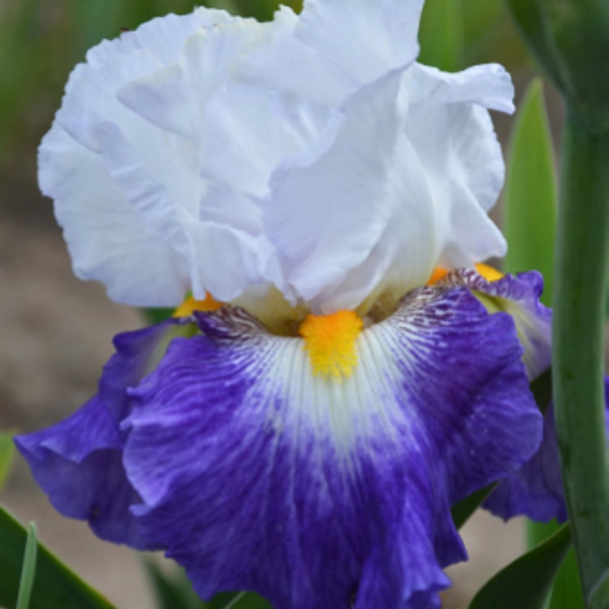 Bearded Iris Century Bound Seeds