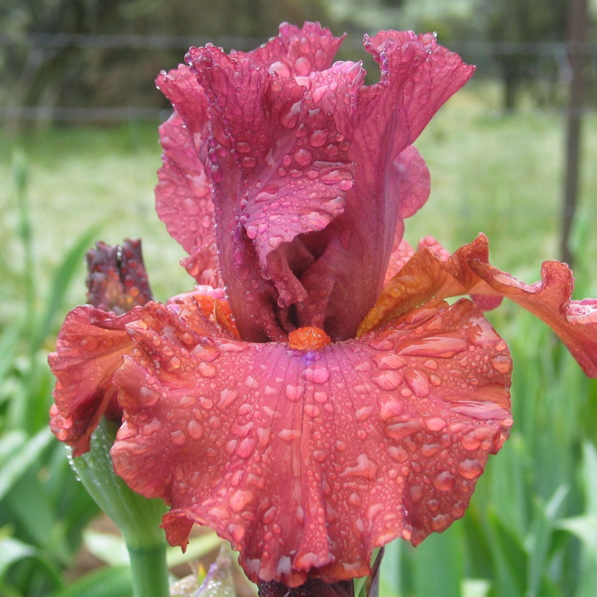 Bearded Iris Popstar Seeds