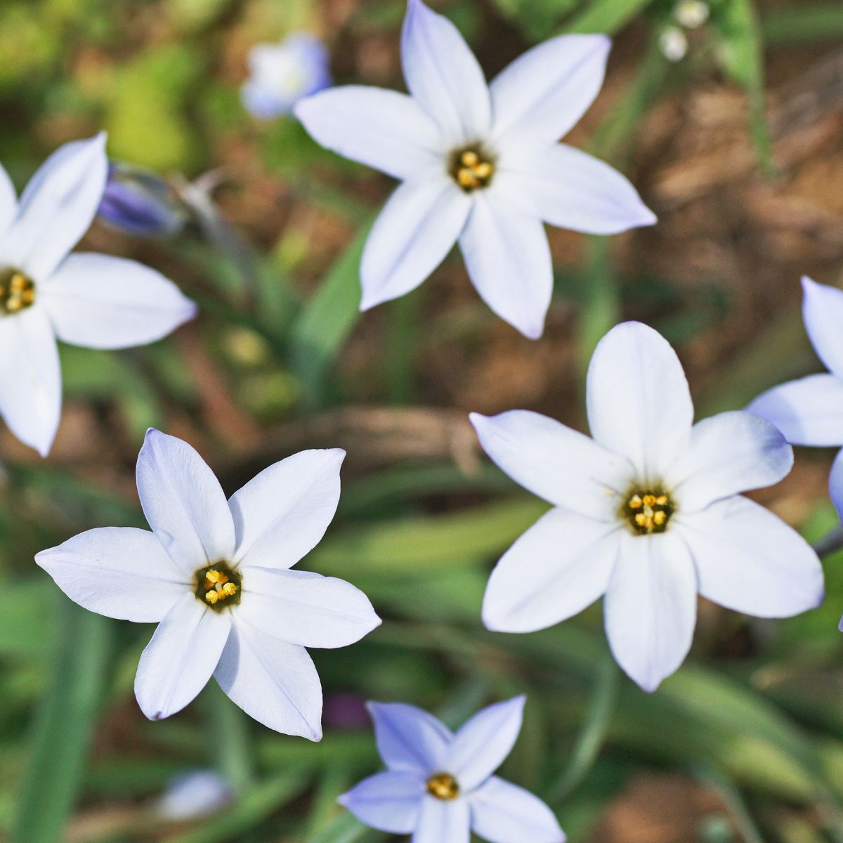 Spring Star White Seeds