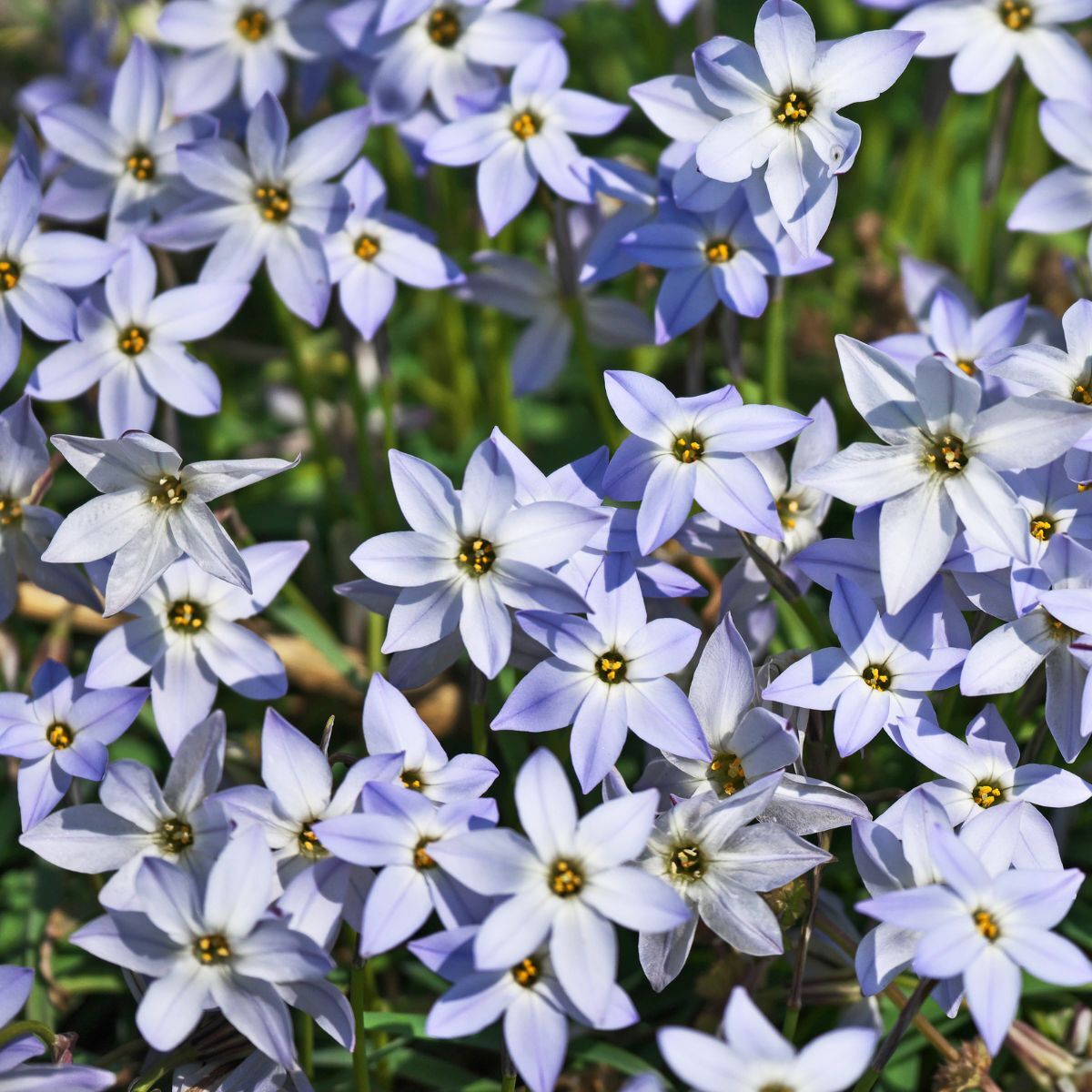 Spring Star Blue Seeds