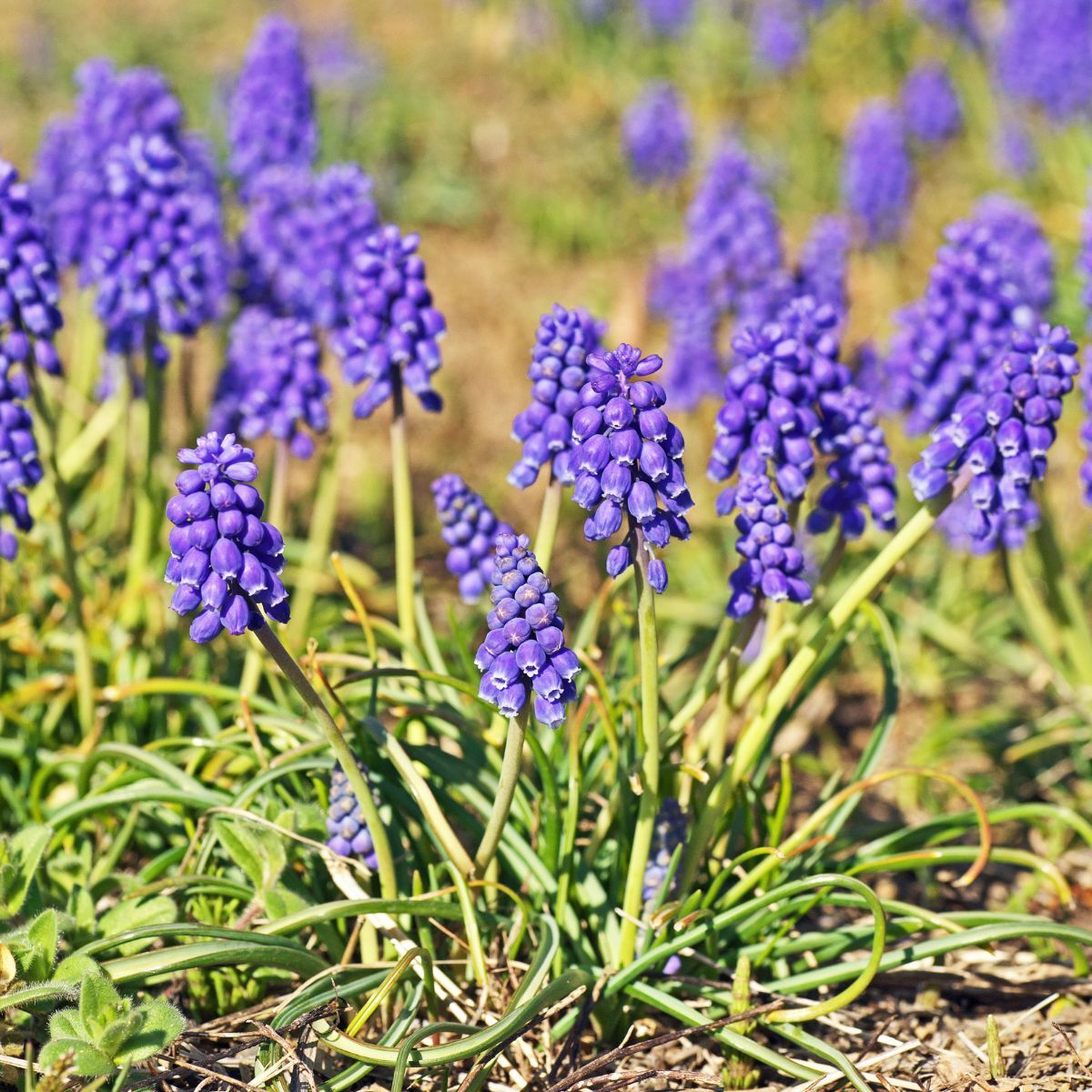 Muscari Heavenly Blue Seeds