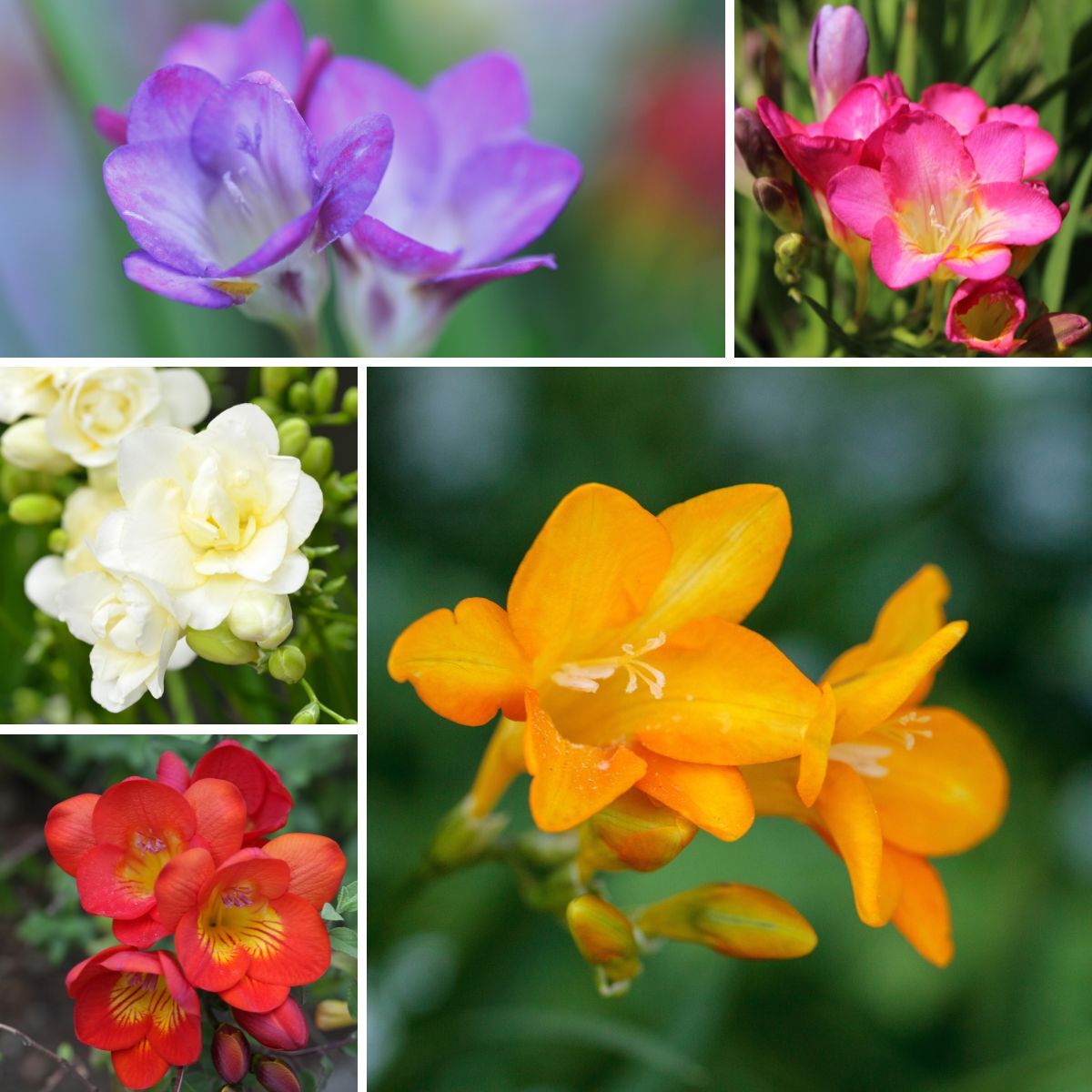 Freesia Giant Single Mixed Seeds