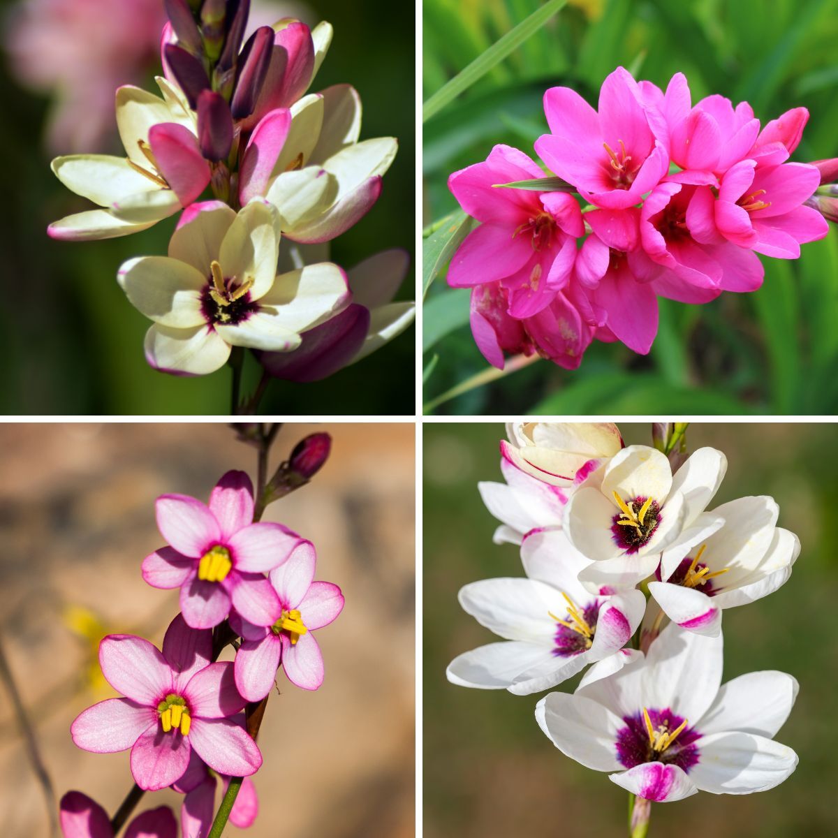 Ixia Mixed Seeds