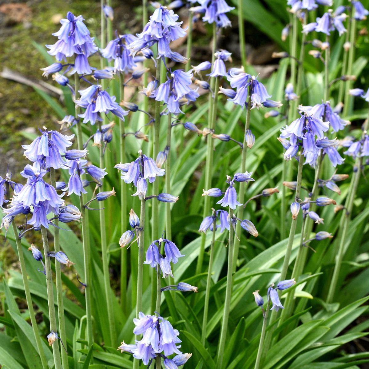 Bluebell Seeds