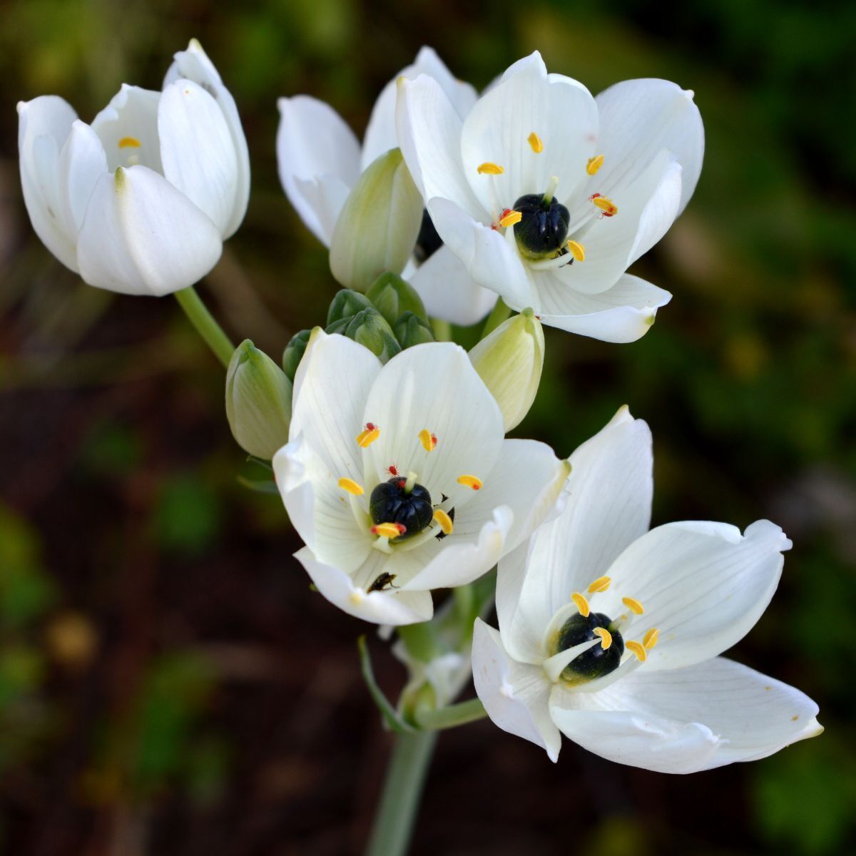 Black Pearl Lily Seeds