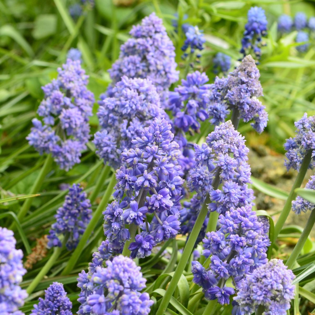 Muscari Fantasy Creation Seeds