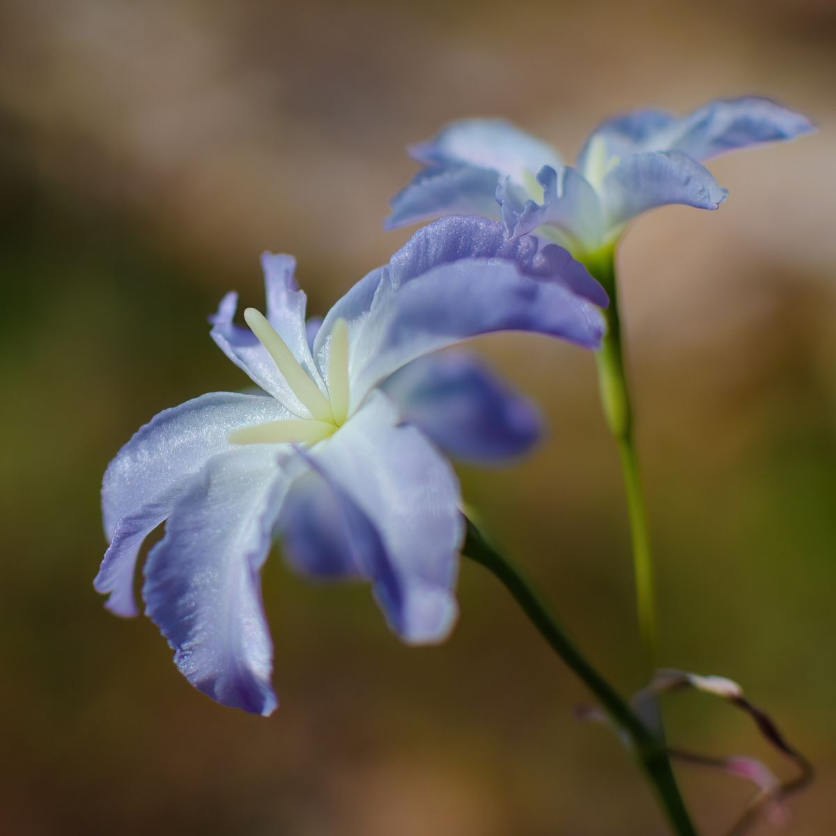 Leucocoryne Glory of the Sun Seeds