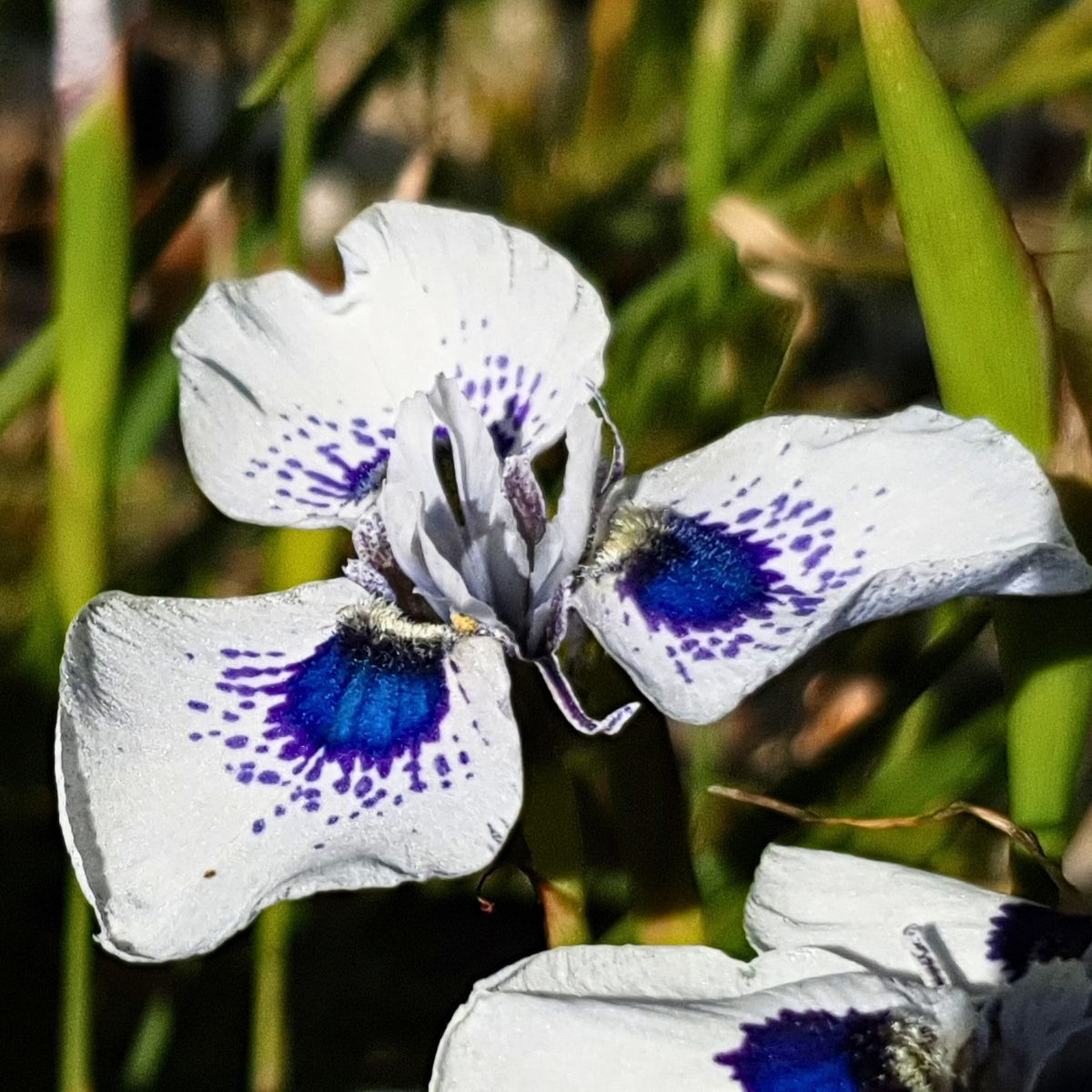 Peacock Iris Seeds