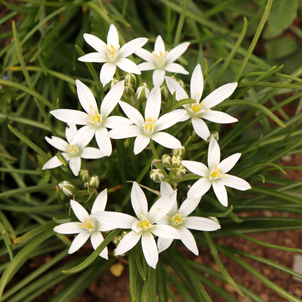 Star of Bethlehem Seeds