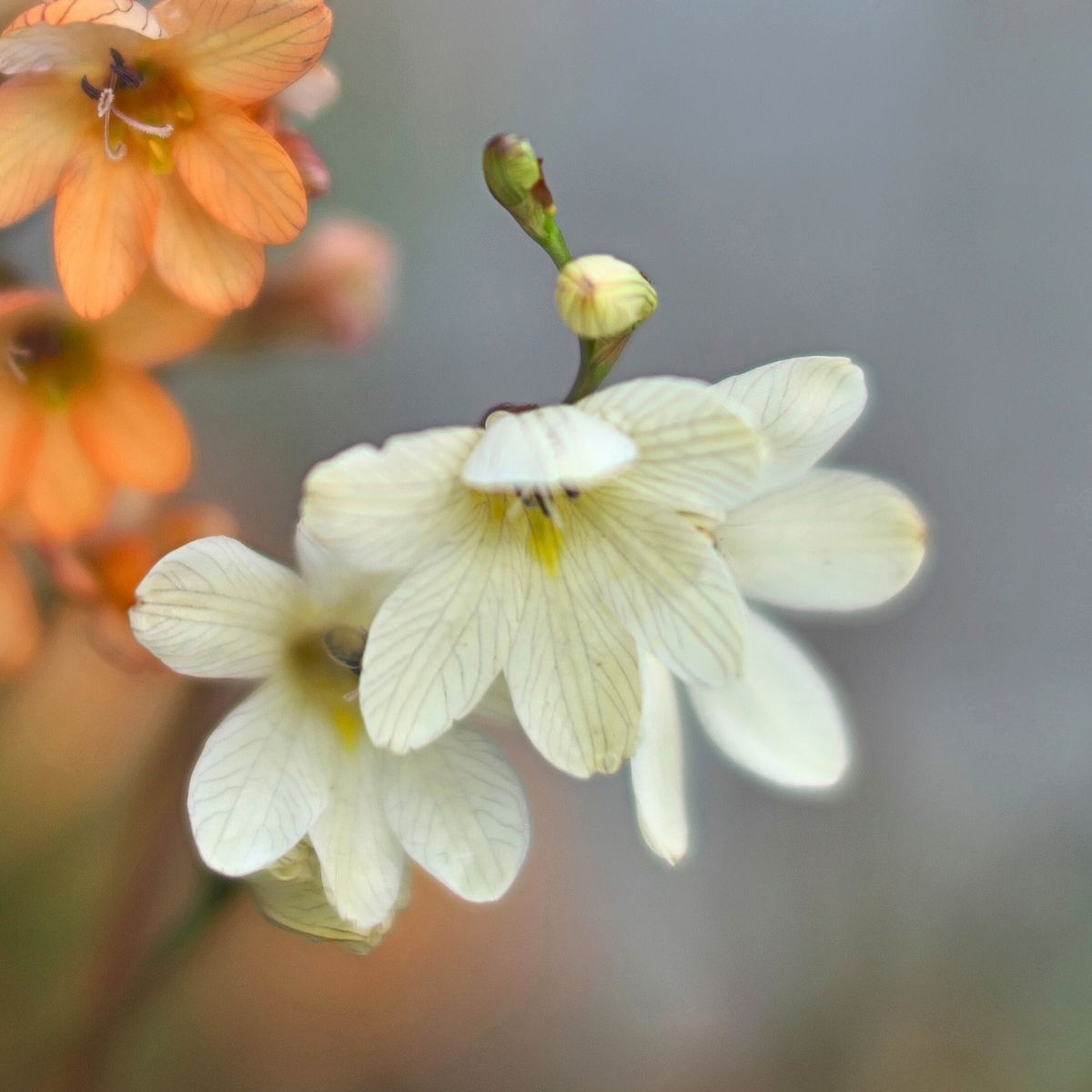 Tritonia Cream Seeds