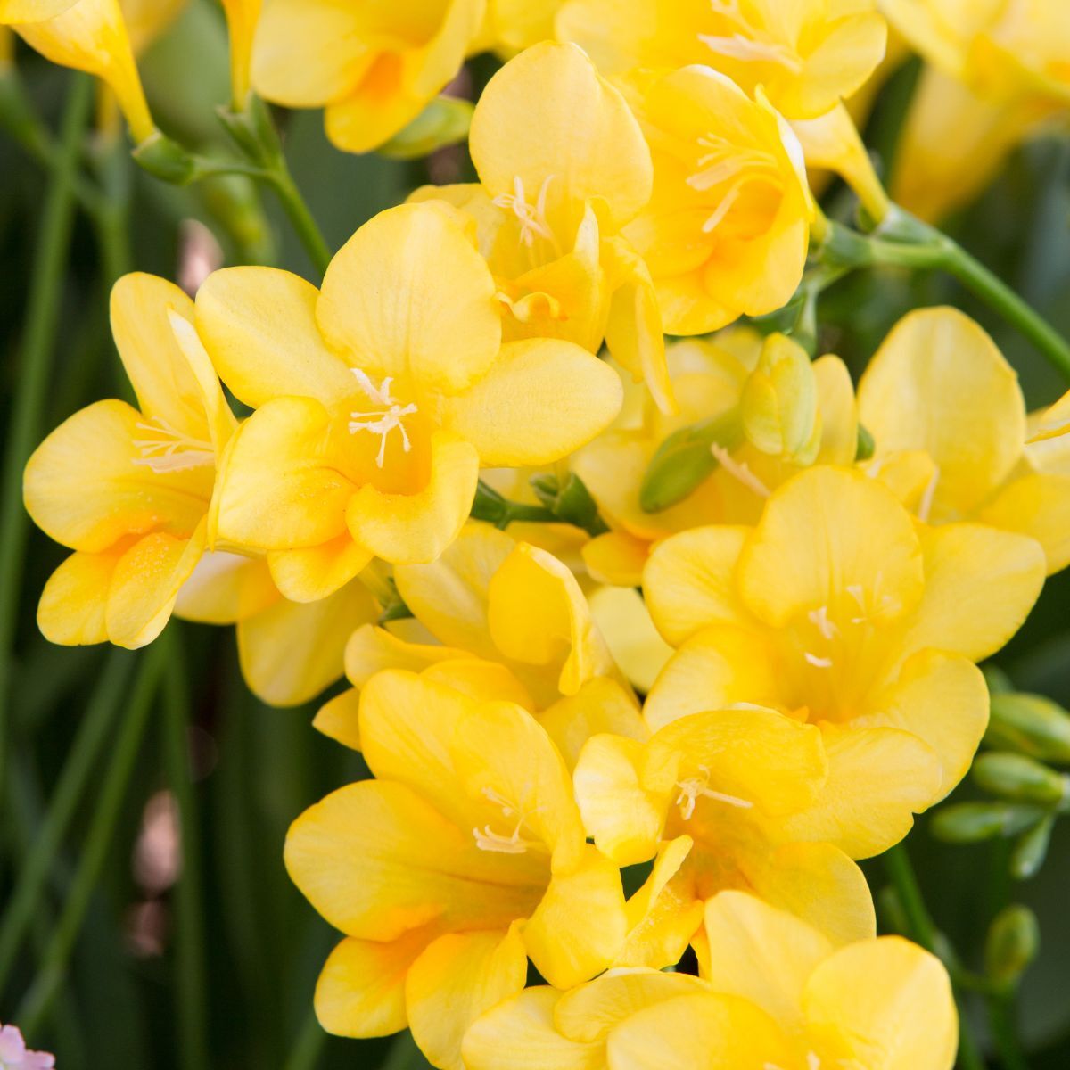 Freesia Giant Single Yellow Seeds