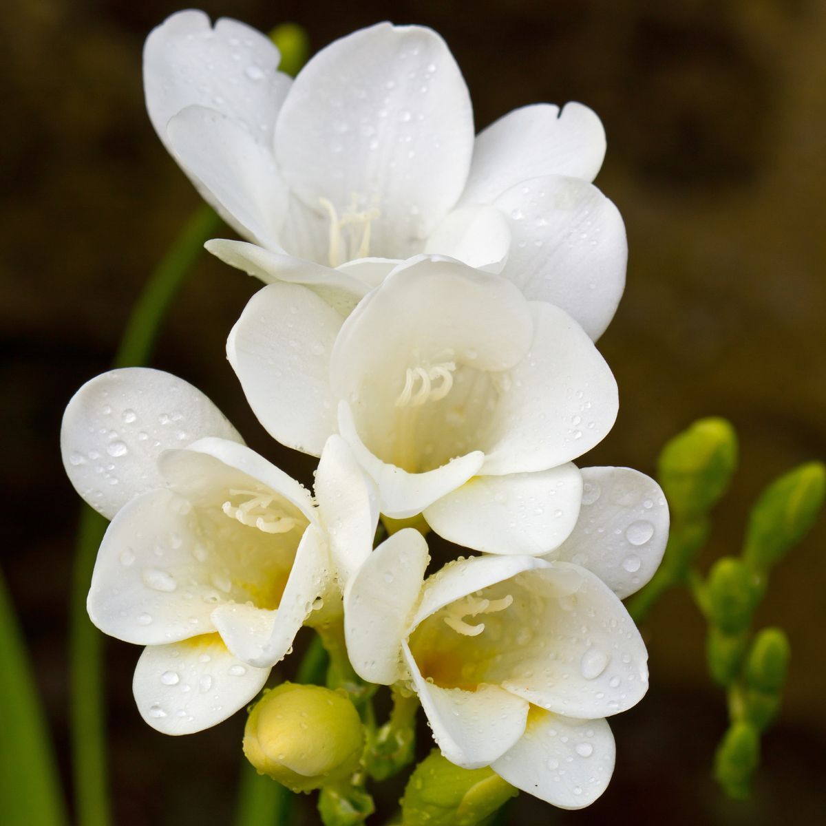 Freesia Giant Single White Seeds