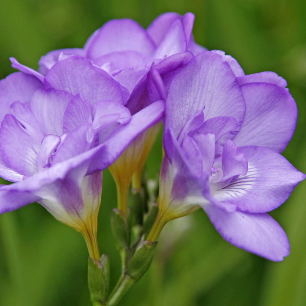 Freesia Giant Single Blue Seeds