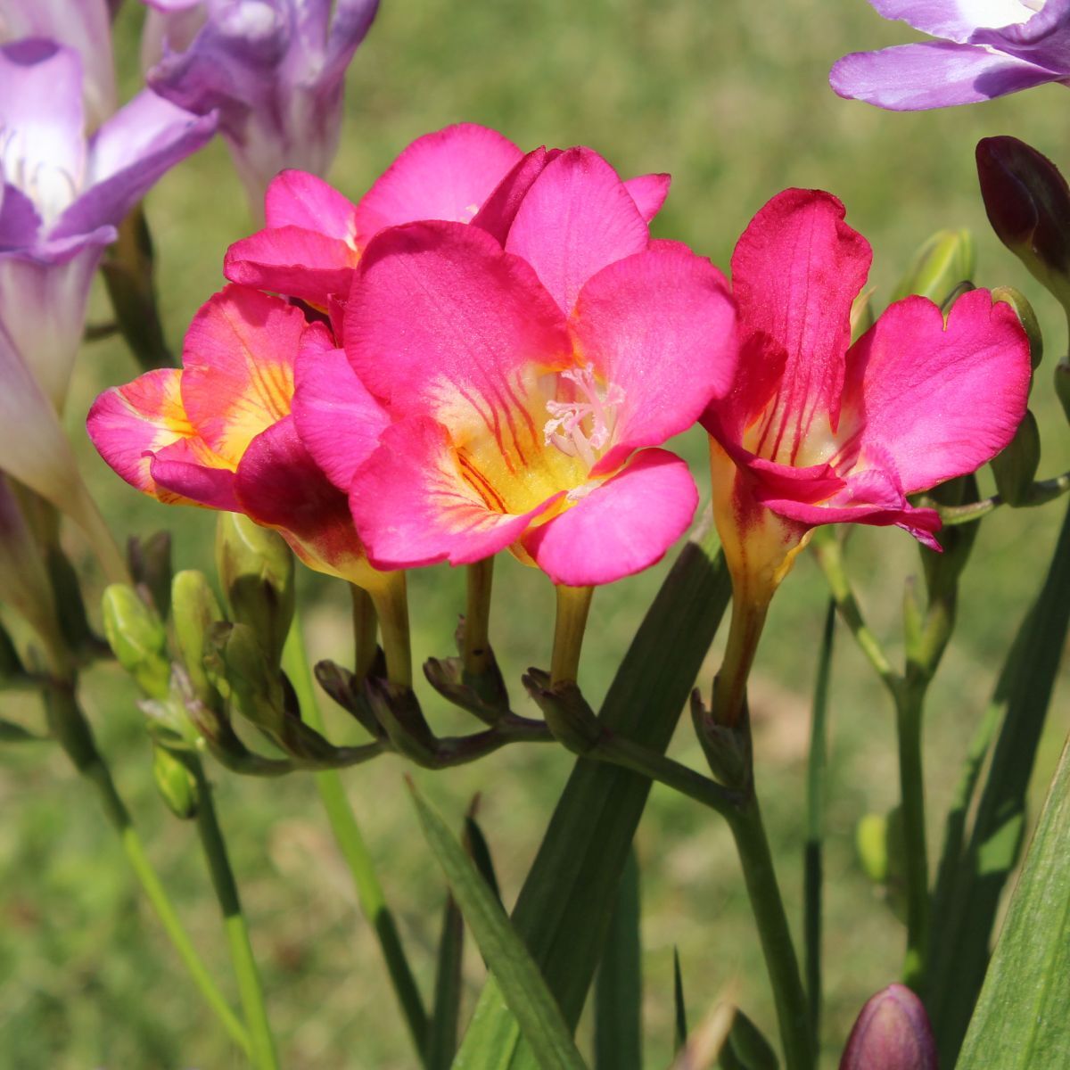 Freesia Giant Single Pink Seeds