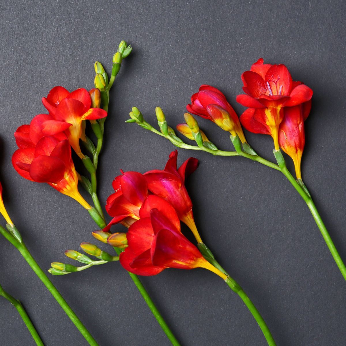 Freesia Giant Single Red Seeds