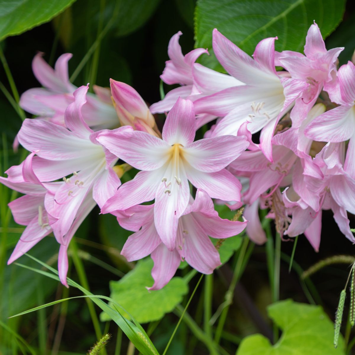 Belladonna Lily Pink Seeds