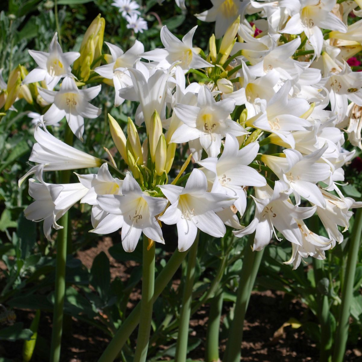 Belladonna Lily White Seeds