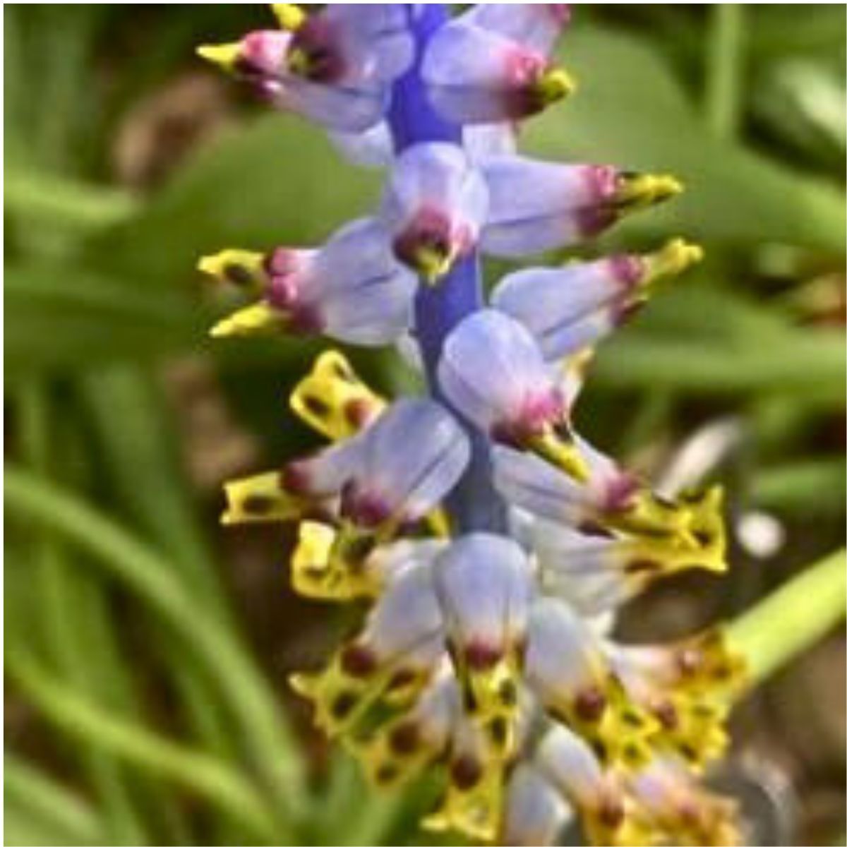 Lachenalia Mutabilis Seeds