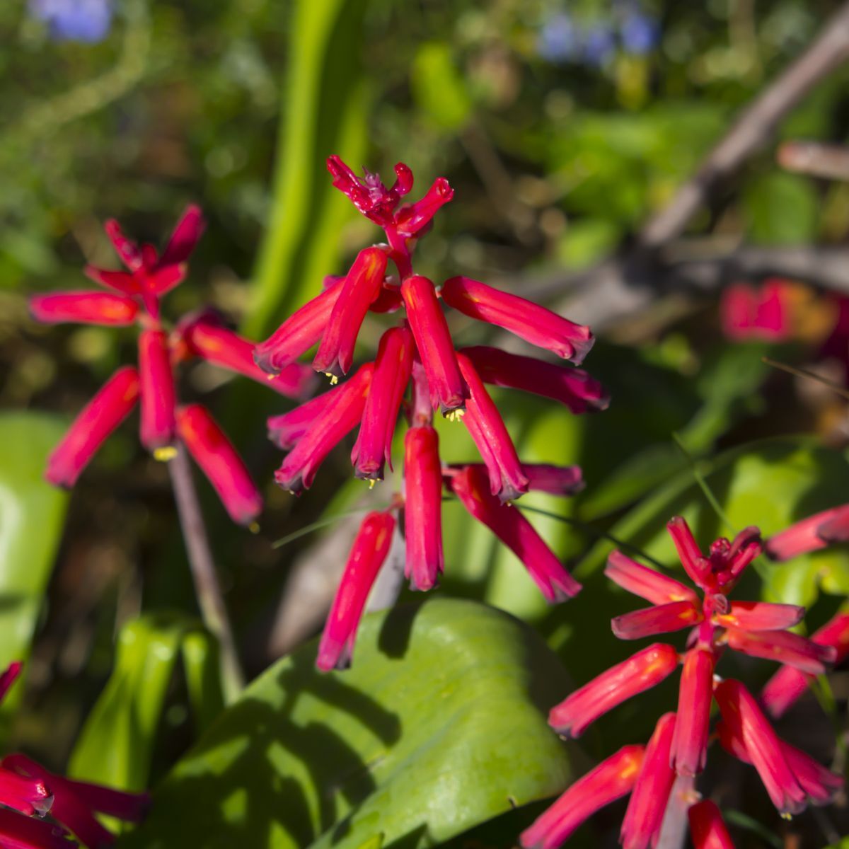 Lachenalia Bulbifera Seeds