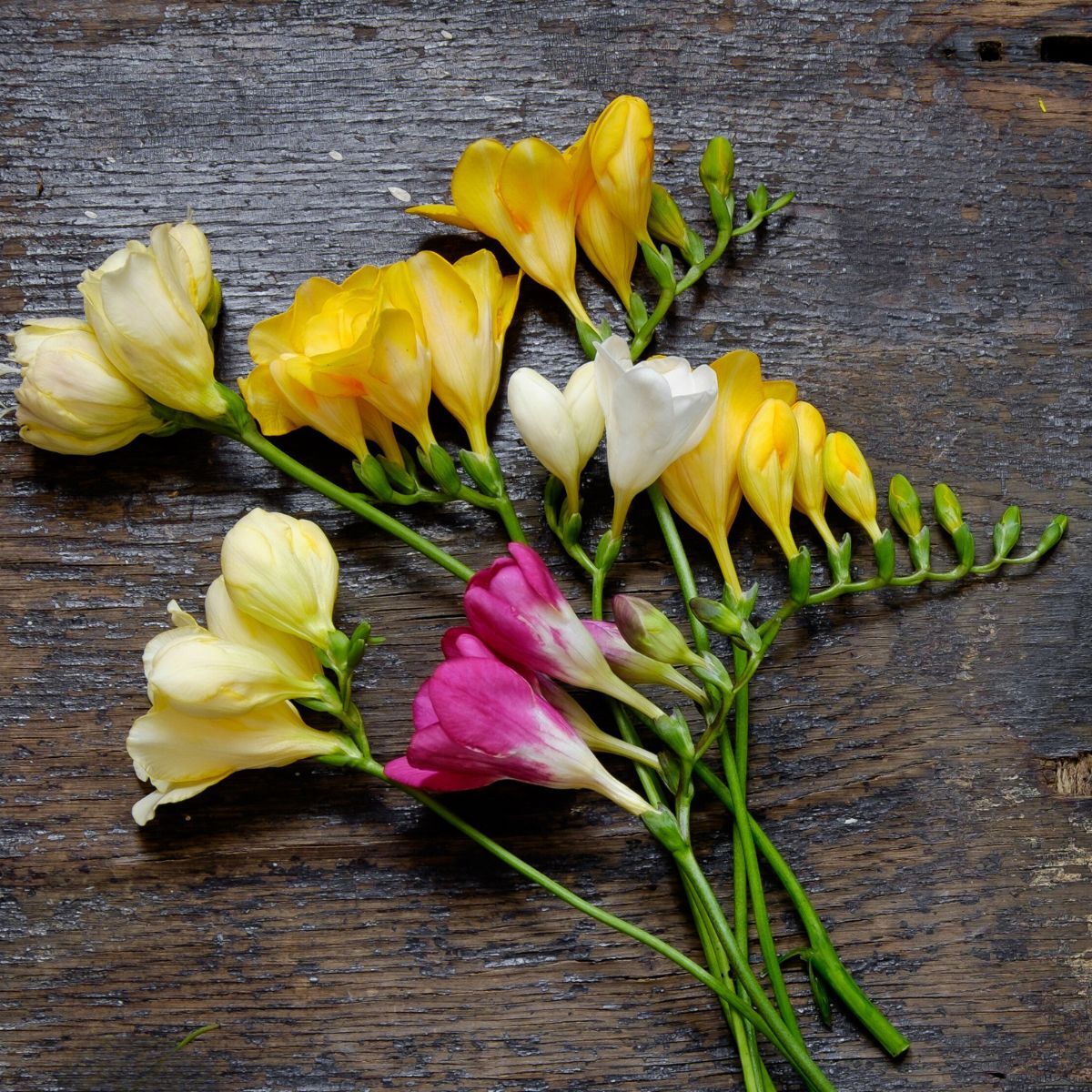 Freesia Massing Mixed Seeds