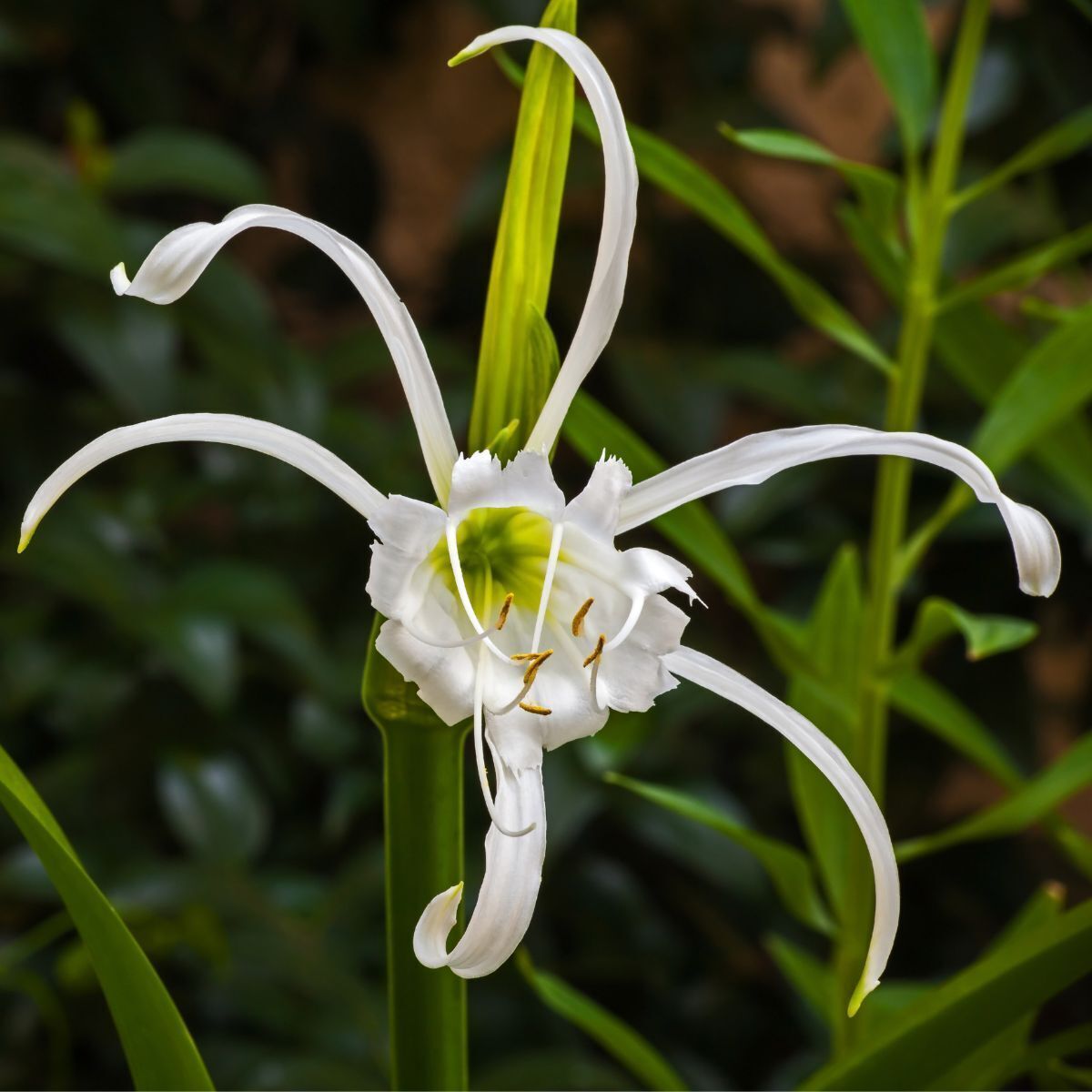 Spider Lily White Seeds