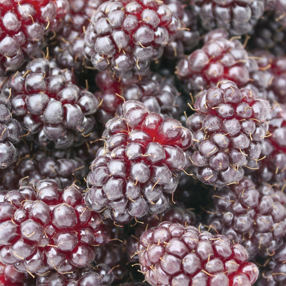 Boysenberry Cane Seeds