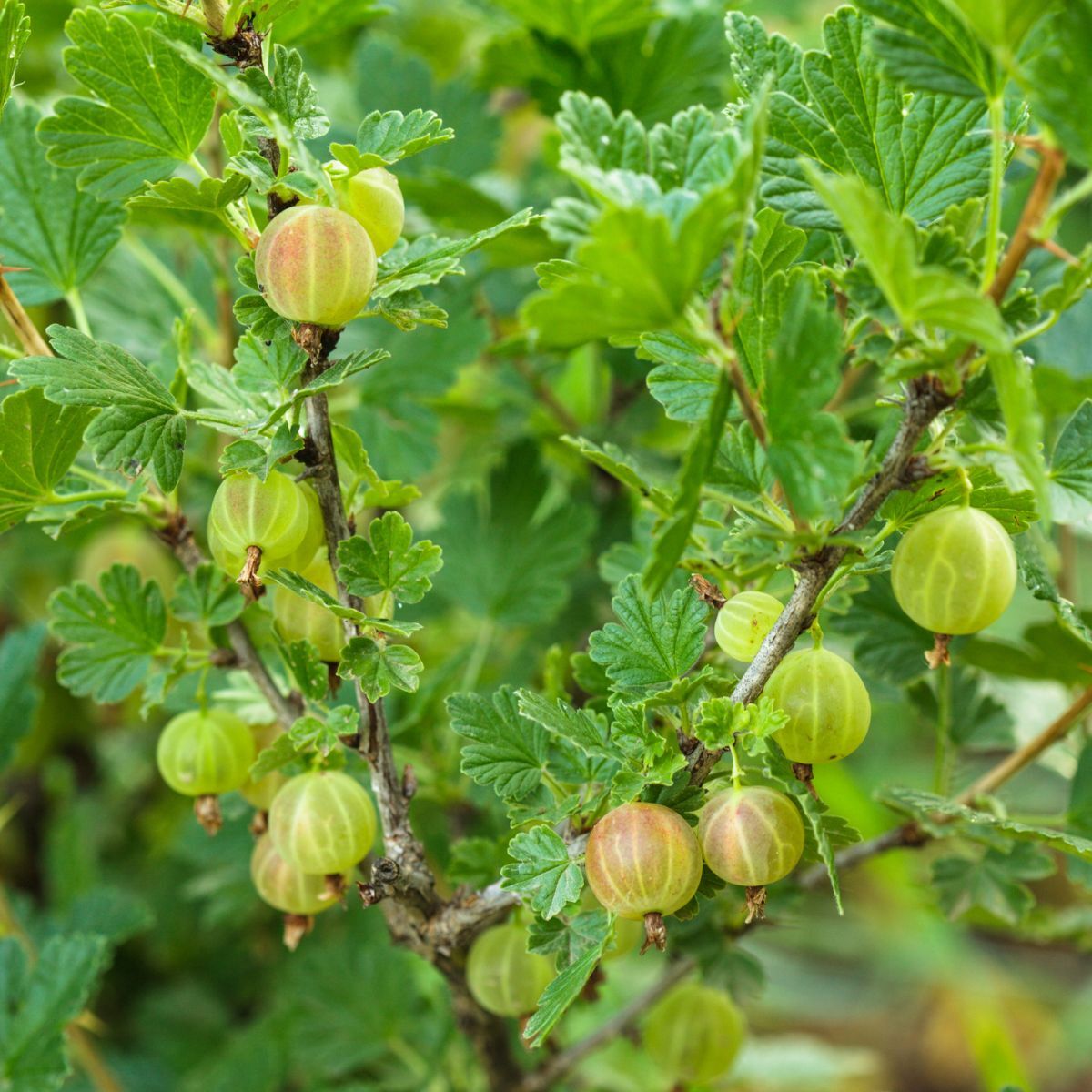 Captivator Gooseberry Seeds