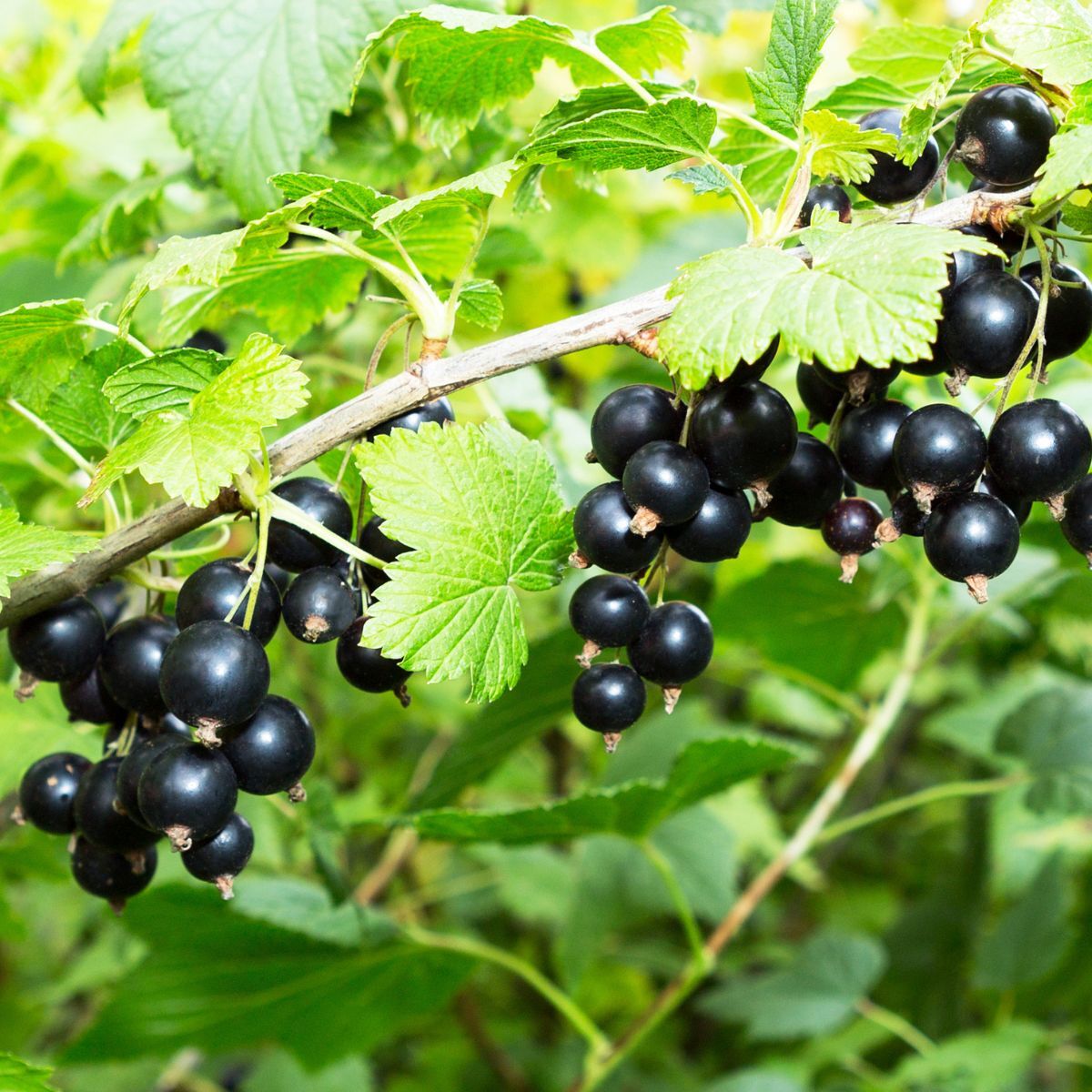 Black Currant Seeds