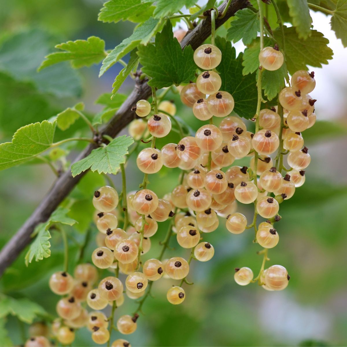 White Currant Seeds