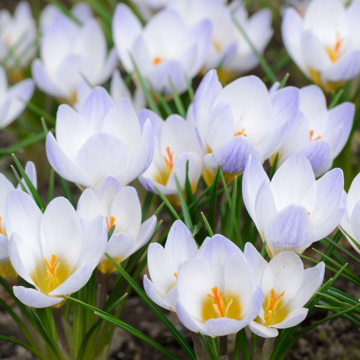 Snow Crocus Blue Pearl Seeds