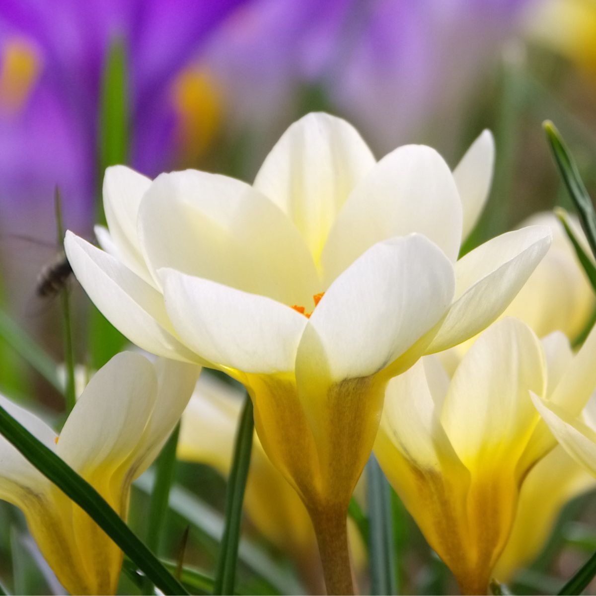 Snow Crocus Cream Beauty Seeds