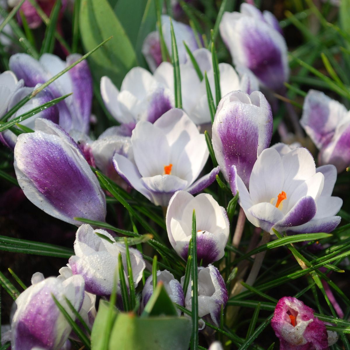 Snow Crocus Prins Claus Seeds