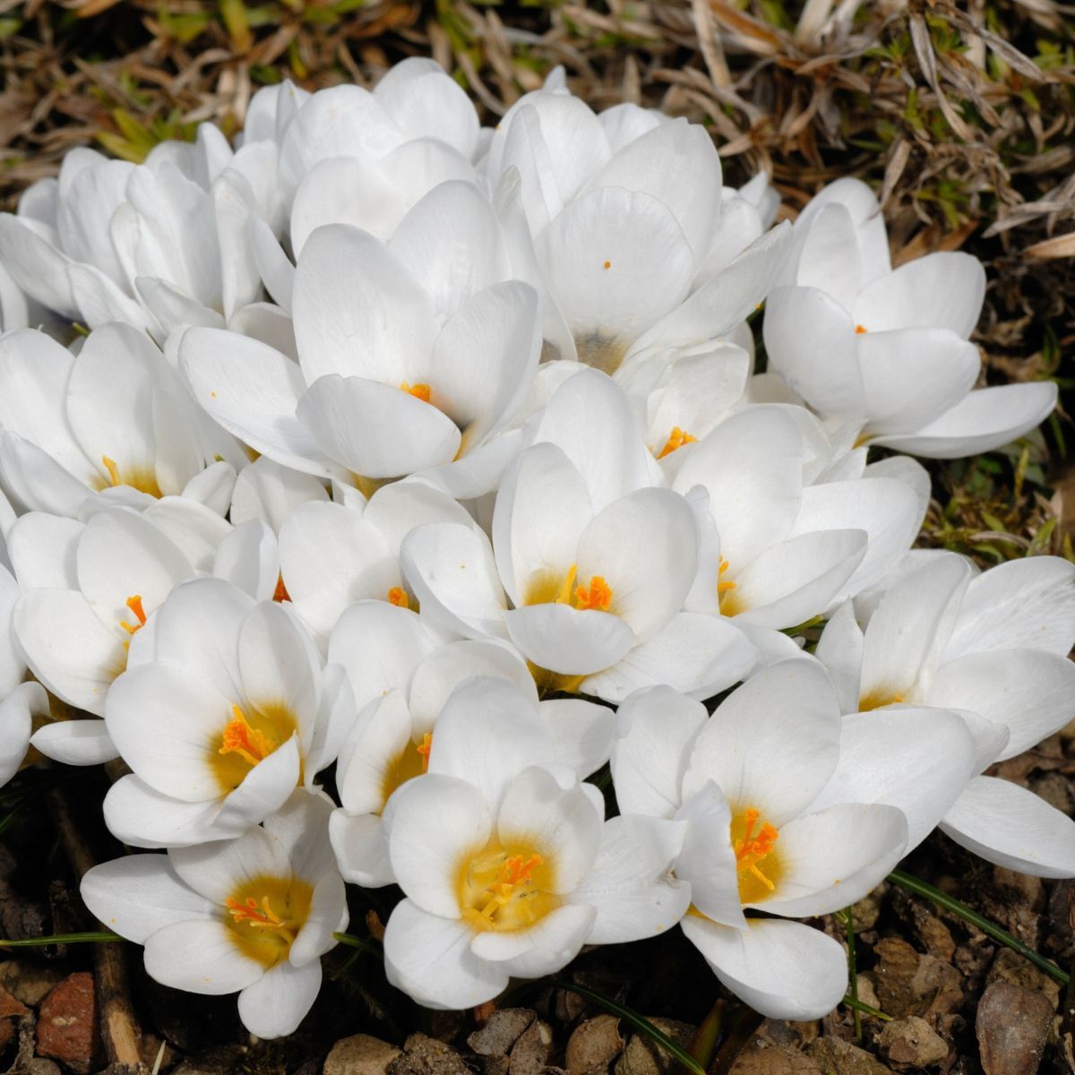 Snow Crocus Purity Seeds