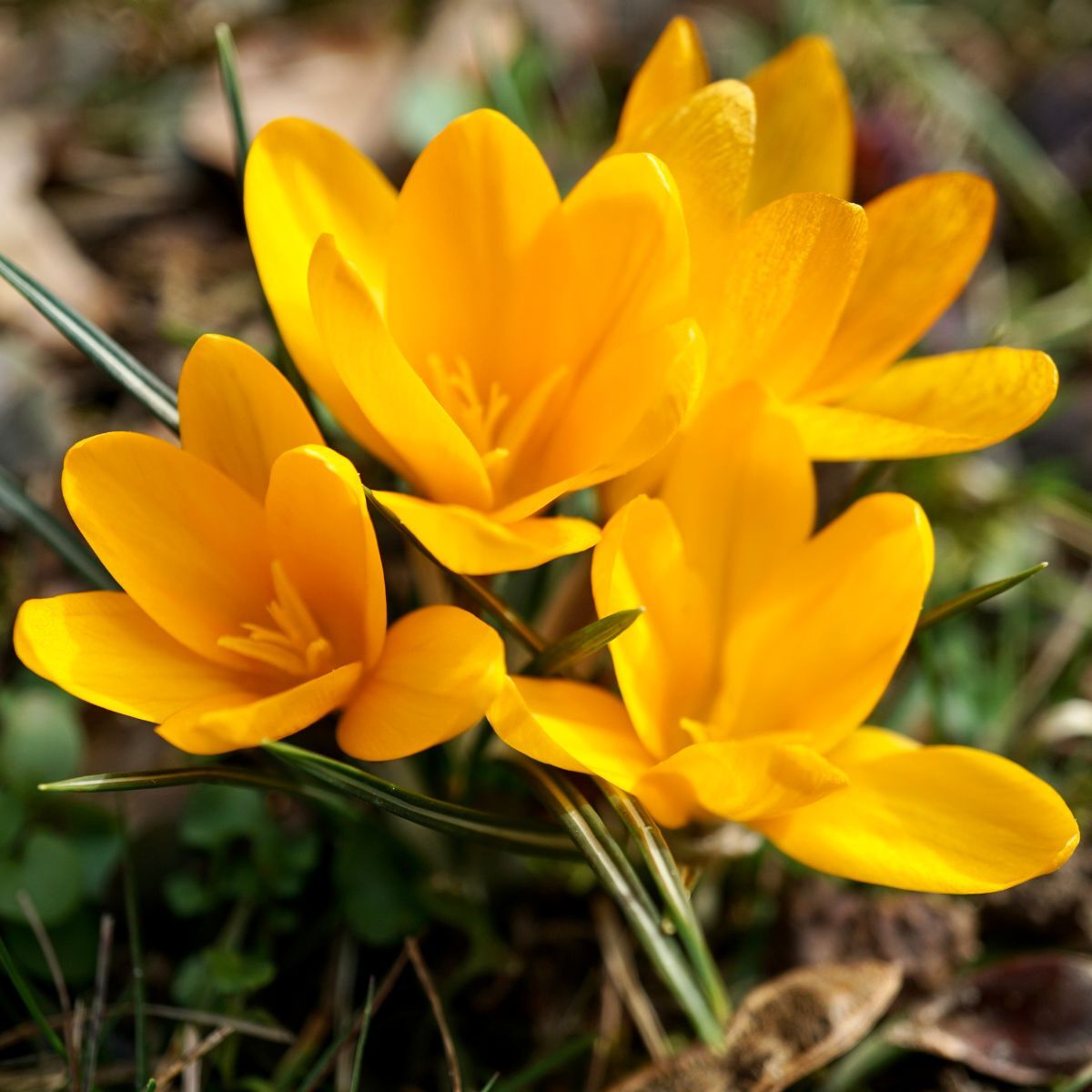 Snow Crocus Sunkist Seeds