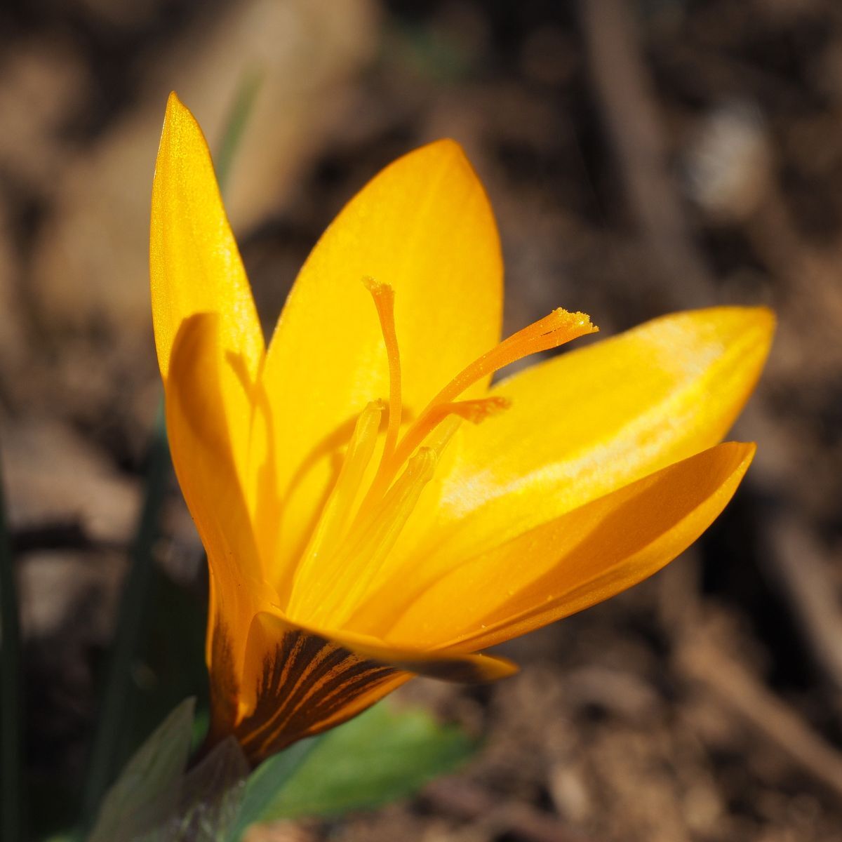 Crocus Cloth of Gold Seeds