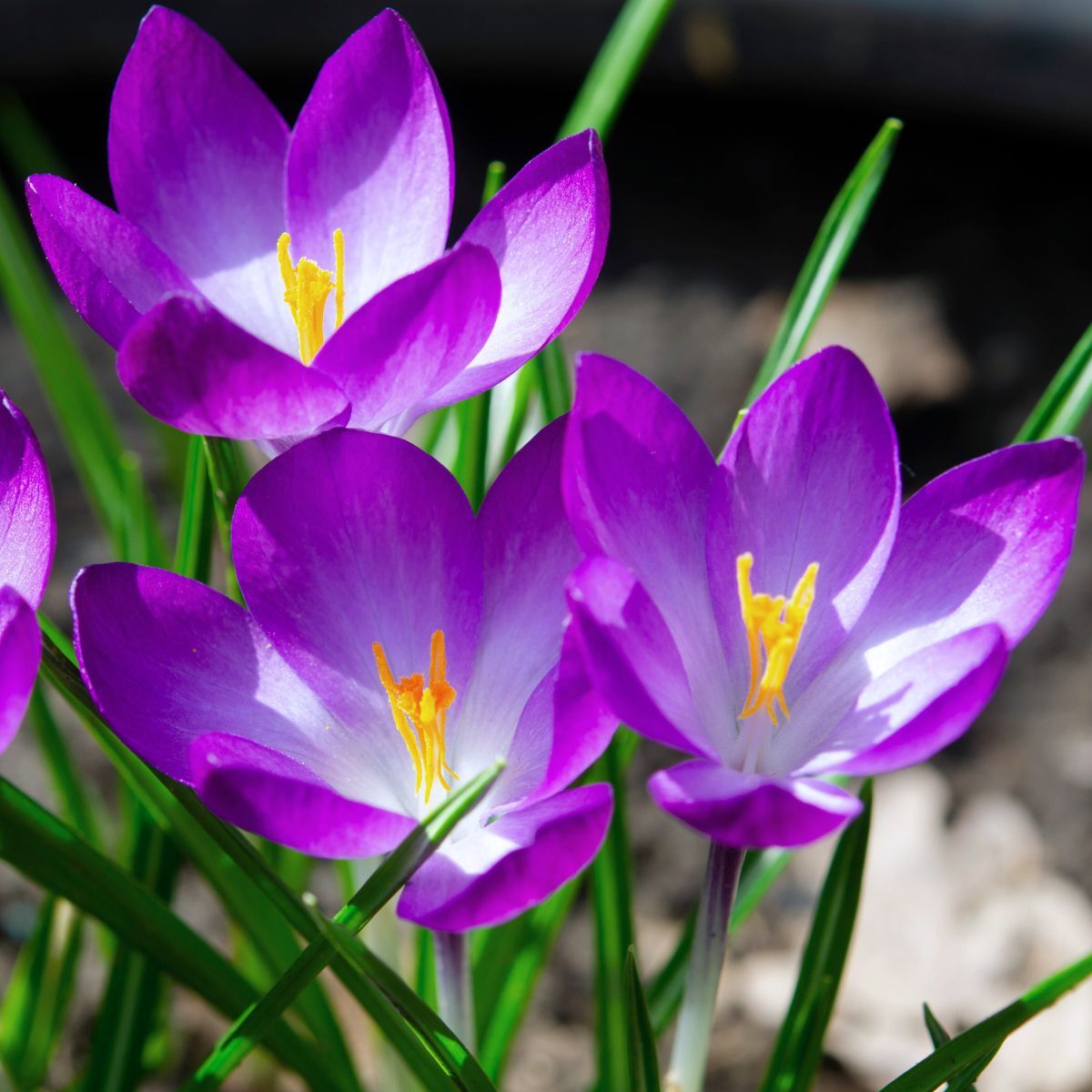 Crocus Ruby Giant Seeds