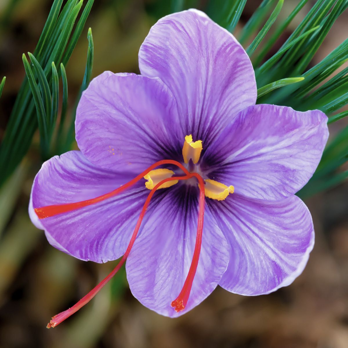 Crocus Saffron Seeds