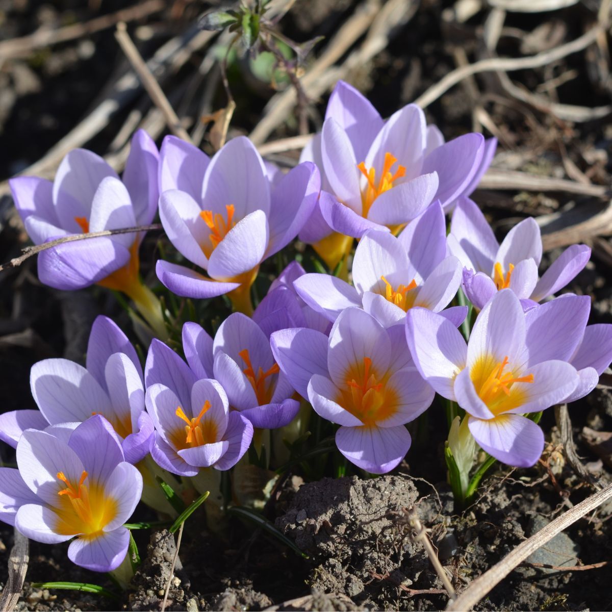 Crocus Firefly Seeds