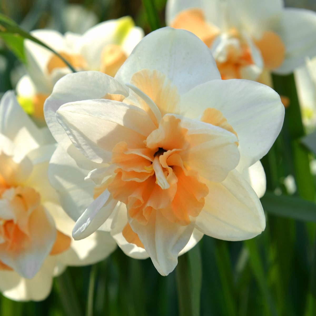 Double Daffodil Flower Parade Seeds