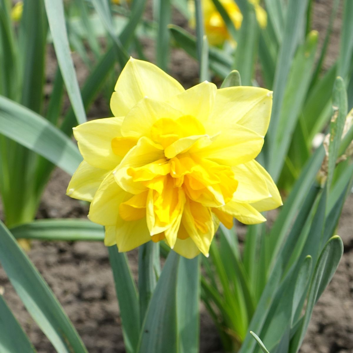 Double Daffodil Safina Seeds